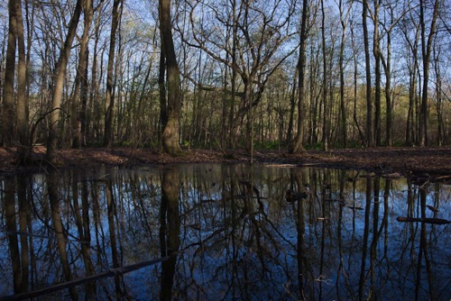 Vernal Pond, Great Swamp National Wildlife Refuge, NJ BW (LUM).jpg